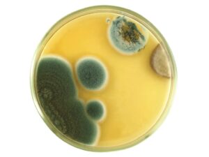 Ask an Expert: Mold Color