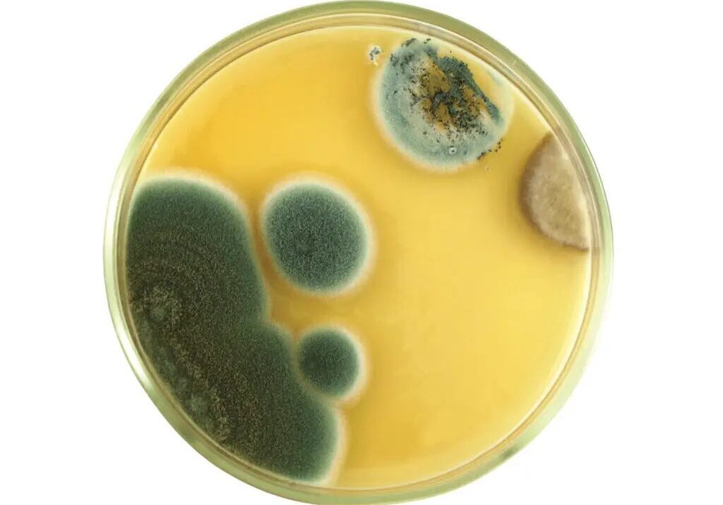 Ask an Expert: Mold Color